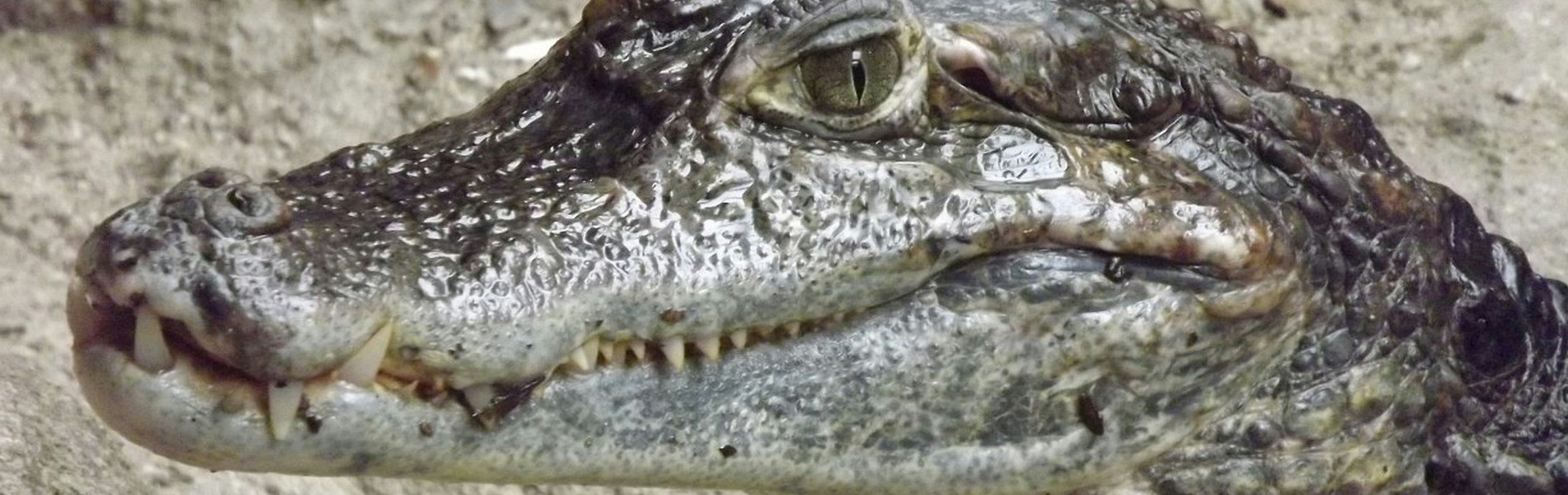 Killer-Aussagen im ersten B2B-Kundenkontakt am Telefon