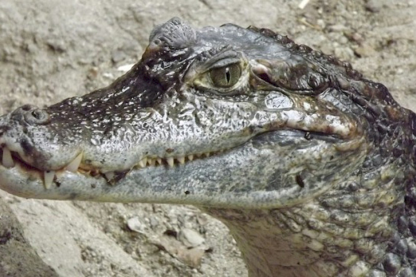 Killer-Aussagen im ersten B2B-Telefonkontakt