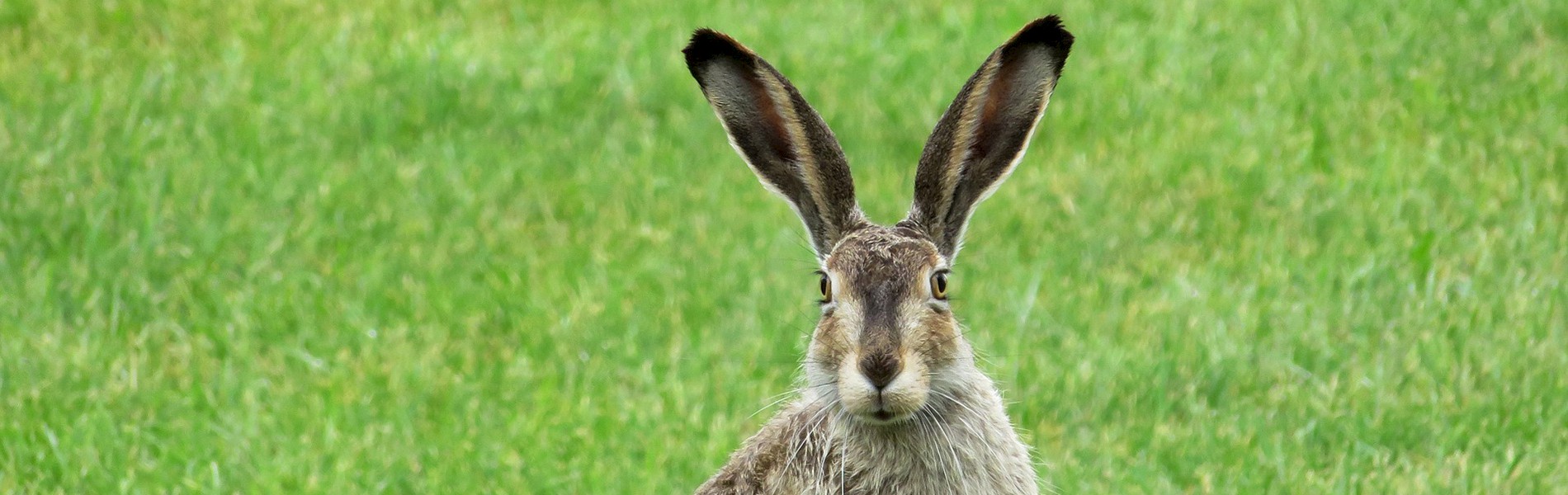 Zuhören bei Kundenbeschwerden: Beruhigungsmittel bei Wutausbrüchen